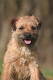 BORDER TERRIER 144